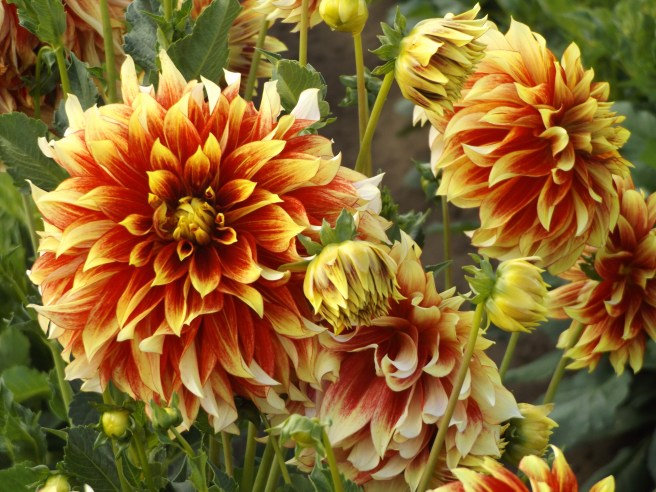 Flamethrower dahlias