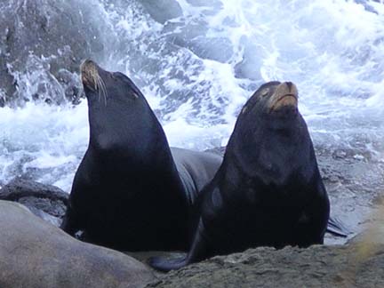 sea-lions-side-by-side-cape-arago