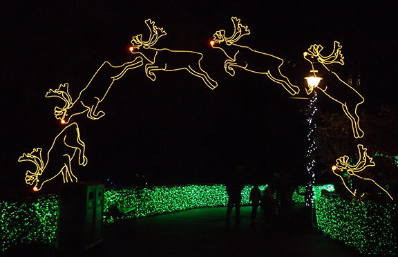 reindeer-jumping-over-path