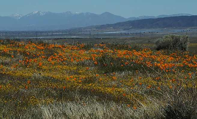 Antelope Valley3