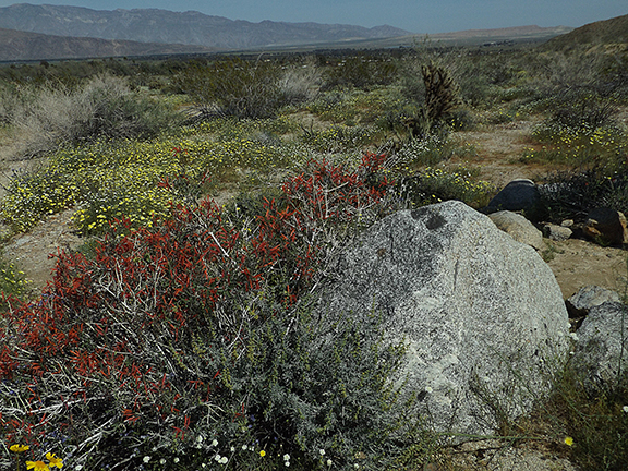 Anza-Borrego4