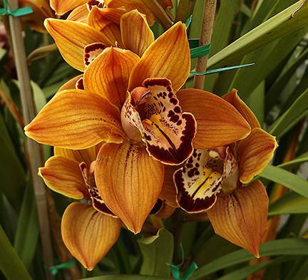 Cymbidium orchid