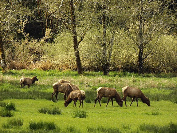 Elk grazing