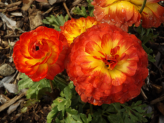 Ranunculus1