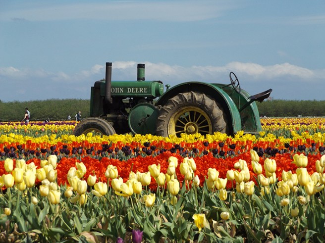 Wooden Shoe's green tractor
