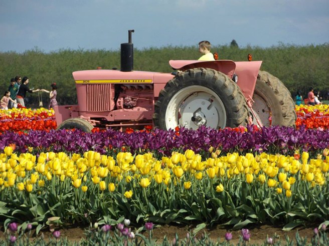 Wooden Shoe's pink tractor