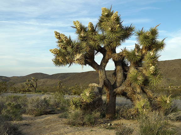 JoshuaTreeNatlPark