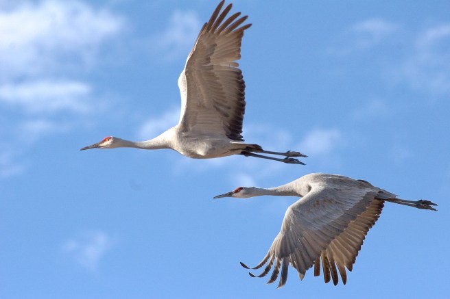 SandhillCranes-OneEarthImages