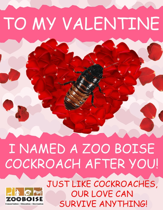 NameACockroachZooBoise