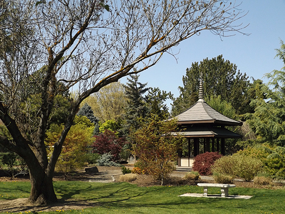 YakimaAreaArboretumTrees3