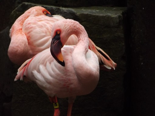 Flamingoes-Oregon-Zoo
