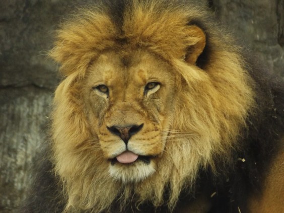 Lion-Oregon-Zoo