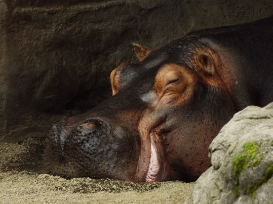 Rhinoceros-Oregon-Zoo