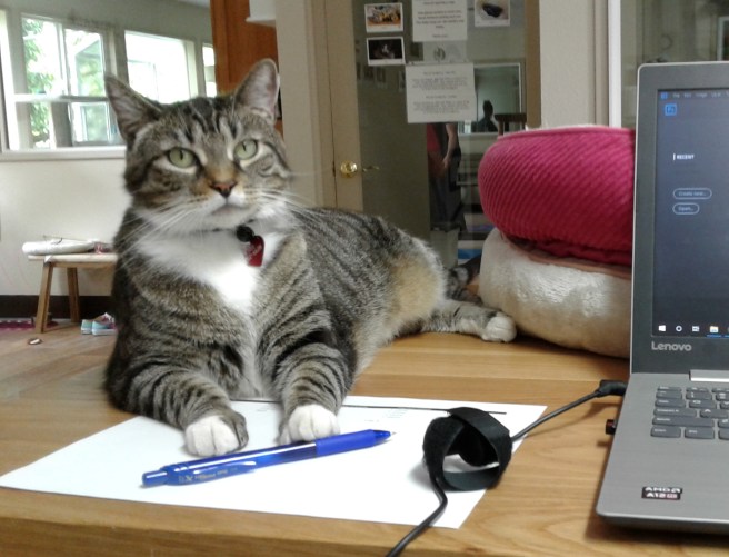 Bernadette-cat-Animal-Aid