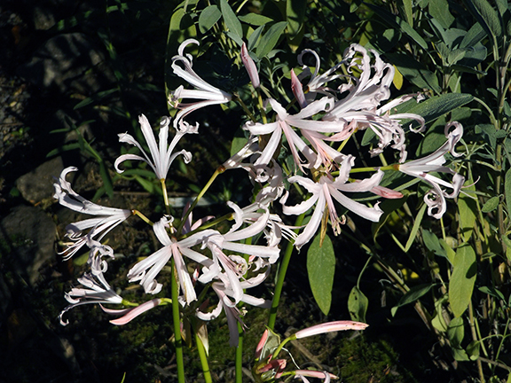 Flowers-at-NatureScaping-Wildlife-Botanical-Gardens-Brush-Prairie