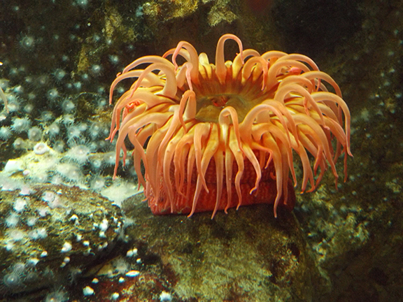 red-sea-urchin-at-Shedd-Aquarium-Chicago