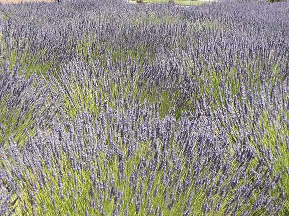 Selah-Ridge-Lavender-Farm-field