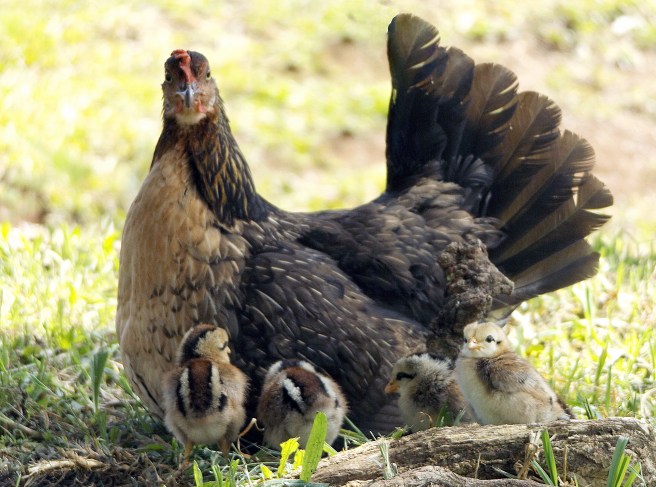 Hen-and-chicks