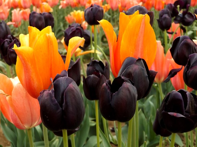 Wooden-Shoe-tulips-Woodburn