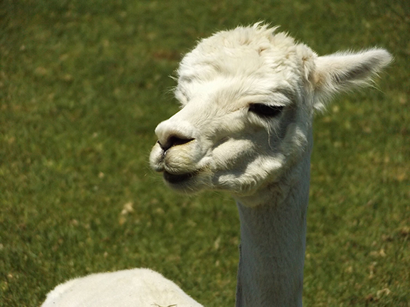 alpaca-face