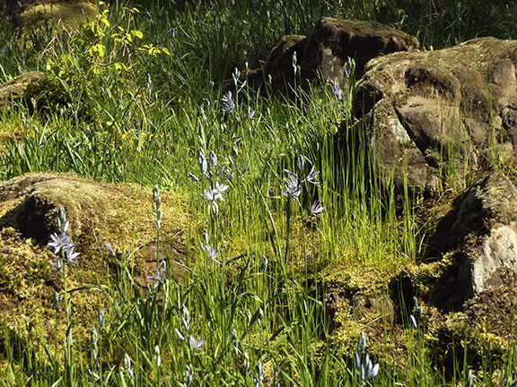 Camas-lilies-Lacamas-Regional-Park3