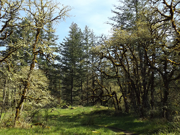 Camas-lily-field-Lacamas-Regional-Park