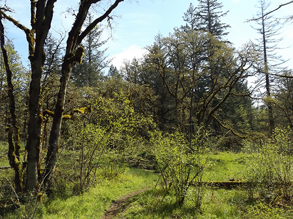 Camas-lily-field-Lacamas-Regional-Park2