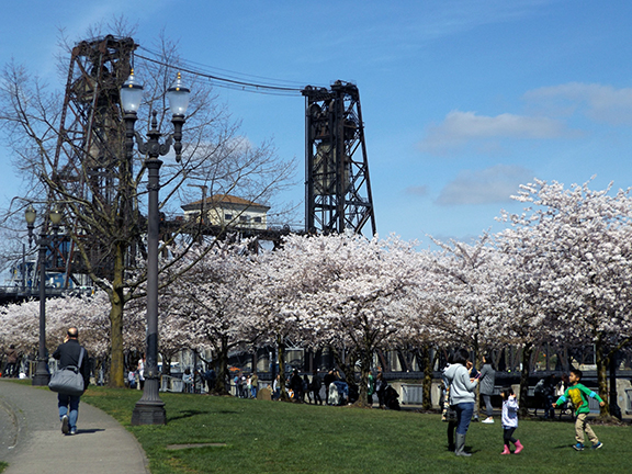 cherry-blossoms-Portland-Waterfront1