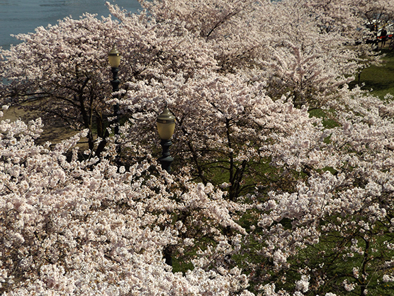 cherry-blossoms-Portland-Waterfront10