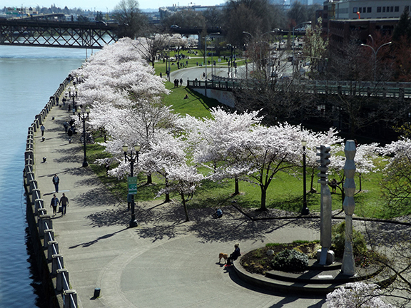 cherry-blossoms-Portland-Waterfront11