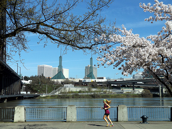 cherry-blossoms-Portland-Waterfront12