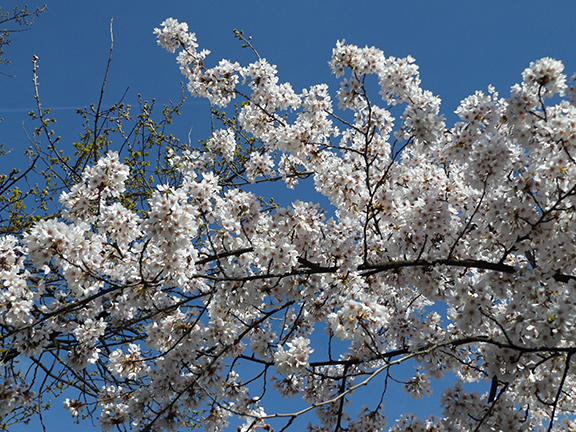 cherry-blossoms-Portland-Waterfront13