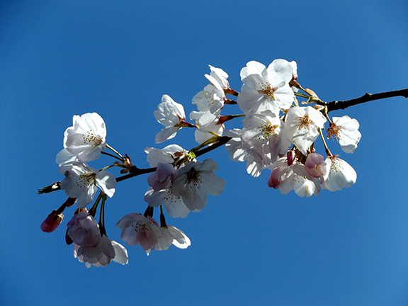cherry-blossoms-Portland-Waterfront14