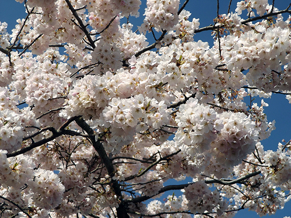 cherry-blossoms-Portland-Waterfront2