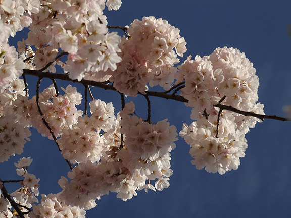 cherry-blossoms-Portland-Waterfront3
