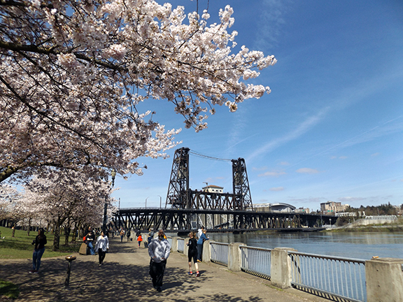 cherry-blossoms-Portland-Waterfront4