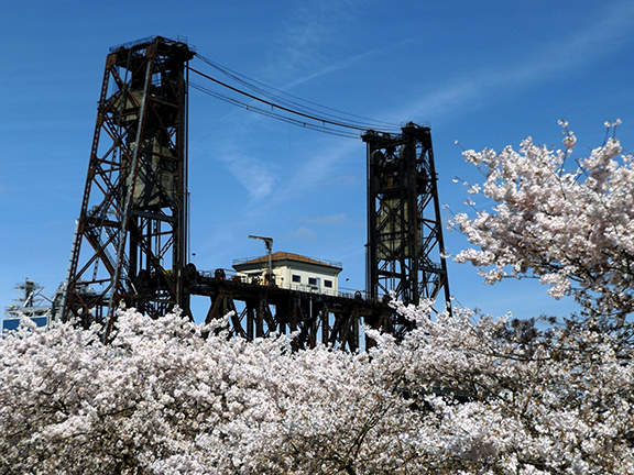 cherry-blossoms-Portland-Waterfront5