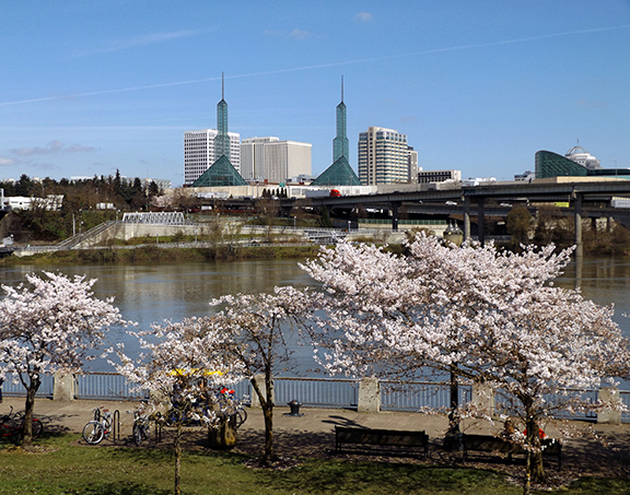 cherry-blossoms-Portland-Waterfront6