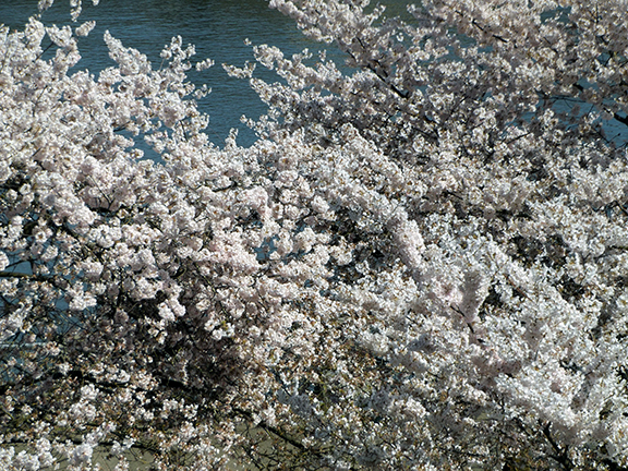 cherry-blossoms-Portland-Waterfront7