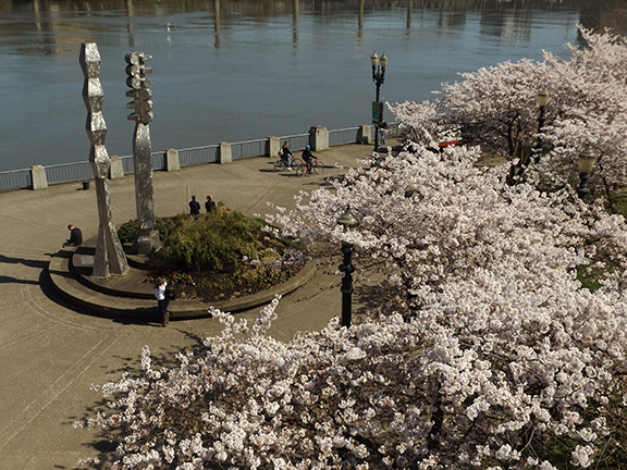 cherry-blossoms-Portland-Waterfront8