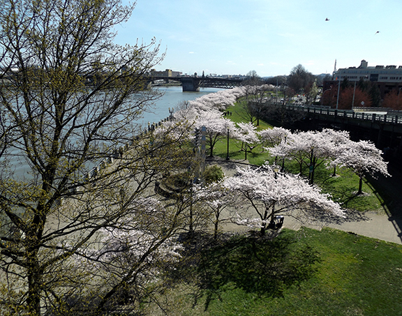 cherry-blossoms-Portland-Waterfront9