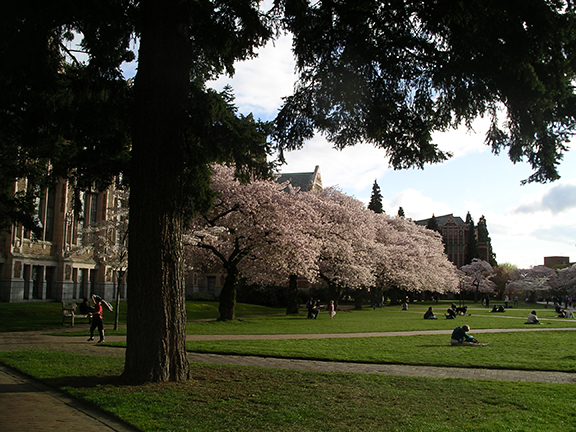 cherry-blossoms-University-of-Washington12