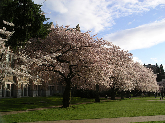 cherry-blossoms-University-of-Washington13