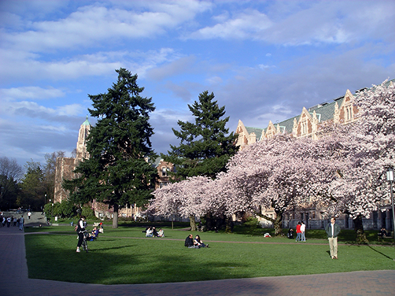 cherry-blossoms-University-of-Washington14