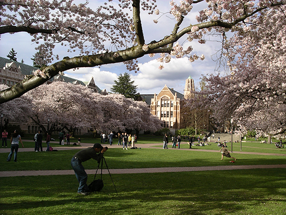cherry-blossoms-University-of-Washington5