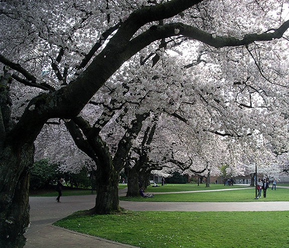 cherry-blossoms-University-of-Washington7