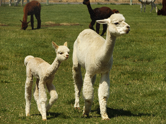 cria-and-mom