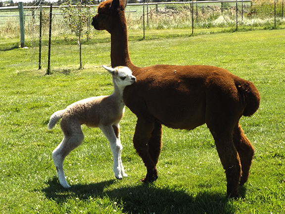 cria-and-mom2