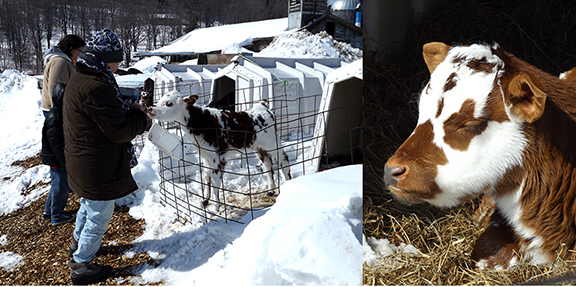 Davenport-Maple-Farm-Tour