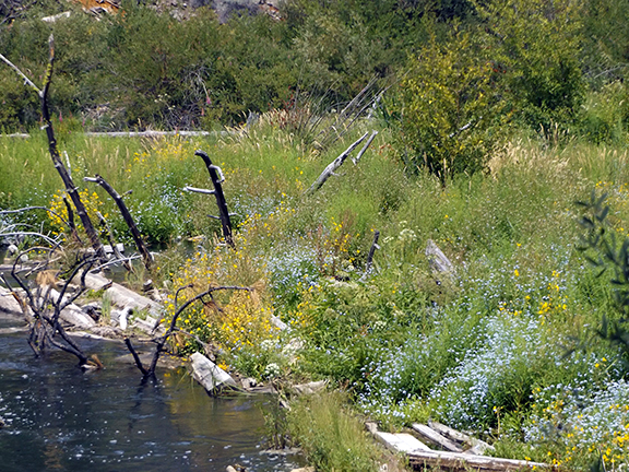 Deschutes-River-Trail-2.1-log-jam2